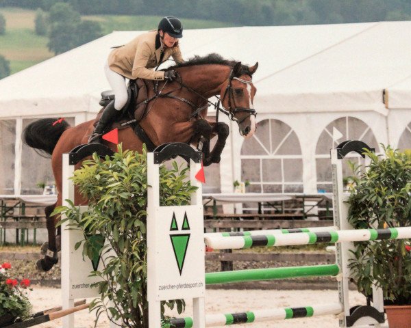 Springpferd Coretto (Holsteiner, 2012, von Casquetto)