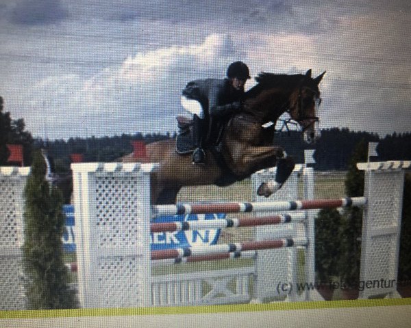 horse Gladstone (KWPN (Royal Dutch Sporthorse), 1988, from Joost)