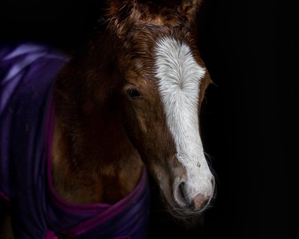broodmare Petit Sans Souci (German Riding Pony, 2019, from Petit Rock the Moment)