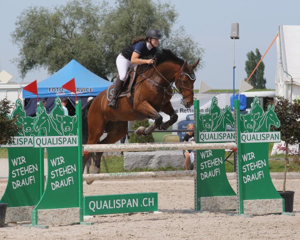 Pferd Avelino (Schweizer Warmblut, 2007, von Aquilino)