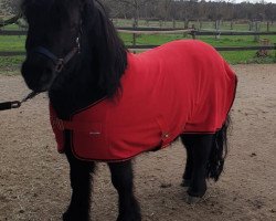 dressage horse Athlet von DHK (Shetland Pony, 2006, from Attila H.)