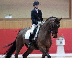 dressage horse Deserano (Oldenburg, 2012, from Desiderius L)