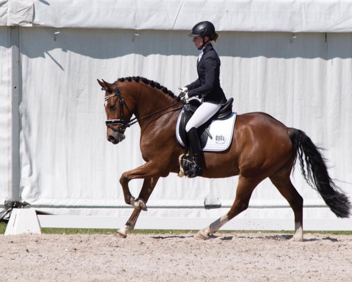 Dressurpferd New Edition 3 (Deutsches Reitpony, 2014, von Fs Numero Uno)