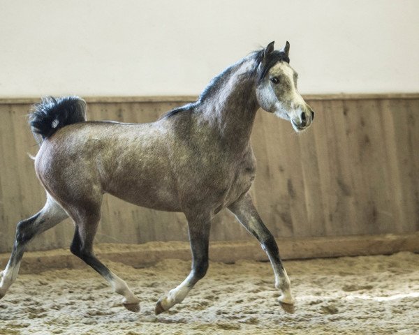 horse Emres (Arabian purebred, 2016, from EUROPE AL KHIDAR ox)