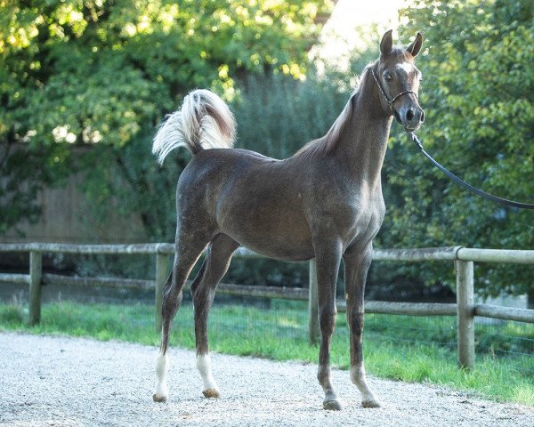horse Amandro (Arabian purebred, 2018, from Lamandro)
