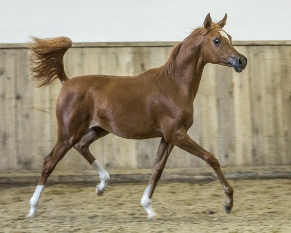 horse Luisia (Arabian purebred, 2018, from Lamandro)