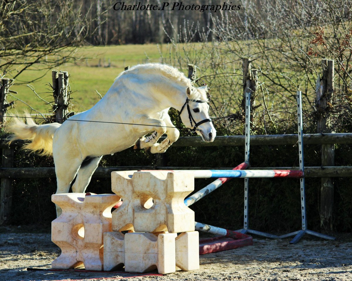 Deckhengst Ocean du Levant (Welsh Pony (Sek.B), 2002, von Jarnac du Logis)