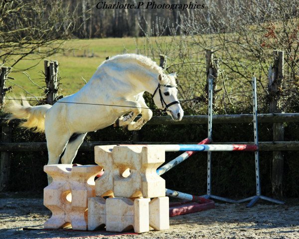 stallion Ocean du Levant (Welsh-Pony (Section B), 2002, from Jarnac du Logis)