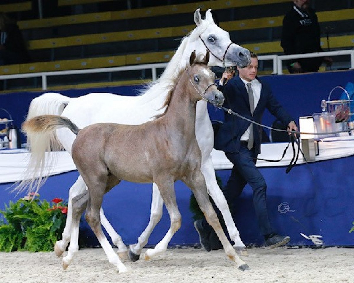 horse Essandro (Arabian purebred, 2018, from Lamandro)
