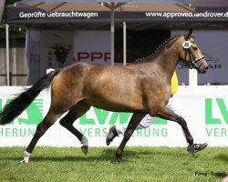 broodmare Grace of Glory (Westphalian, 2015, from Golden West NRW)