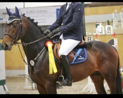 stallion Grandofornio S (German Warmblood, 2015, from Ggn Grand Pilot)
