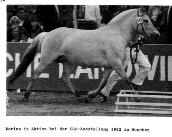 broodmare Dorina (Fjord Horse, 1977, from Draustein) broodmare Dorina (Fjord Horse, 1977, from Draustein)