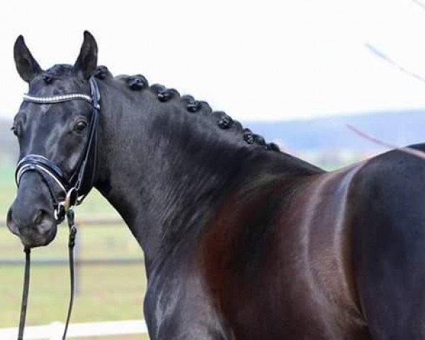 dressage horse Dark Diamond 75 (Württemberger, 2013, from Don Frederic 3)