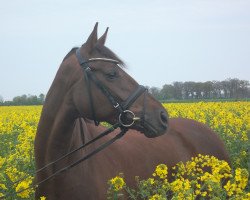 Dressurpferd Farah Diba 49 (Oldenburger, 2009, von Sieger Hit)