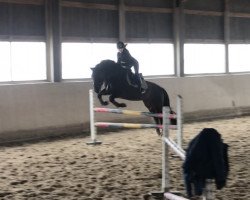 jumper Coll Peregrino (Pura Raza Espanola (PRE), 2010, from Pinocho II)