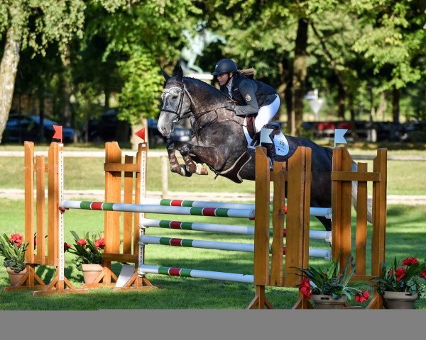 jumper Carl's Campino (Irish Sport Horse, 2010, from Capitalist)