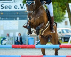 Springpferd Carlo S 5 (Deutsches Sportpferd, 2007, von Celentano)