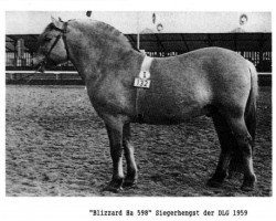 stallion Blizzard Ha 598 (Fjord Horse, 1953, from Blidar N.1130)