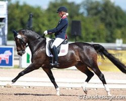 stallion Langar (German Riding Pony, 1996, from Lukas)