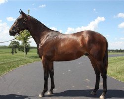 jumper Marco (Thoroughbred, 2017, from Into Mischief xx)