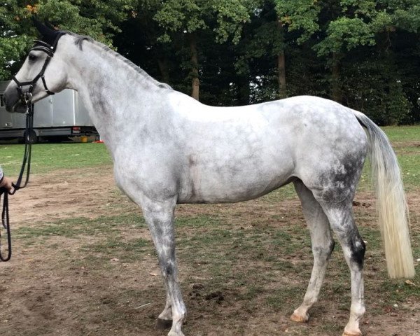 broodmare Chica P (Mecklenburg, 2008, from Callado 2)