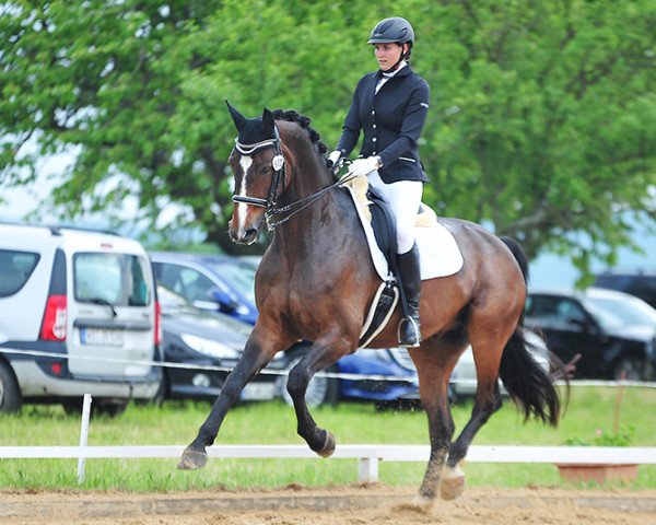 dressage horse Ratandro (German Warmblood, 2006, from Rejoice) dressage horse Ratandro (German Warmblood, 2006, from Rejoice)