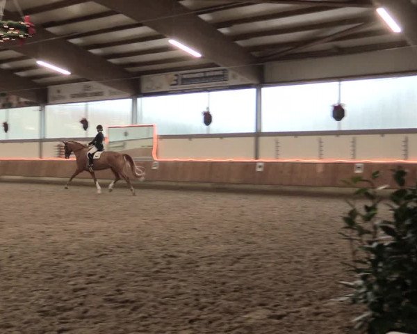 Reitturnier Südlohn-Oeding 2017