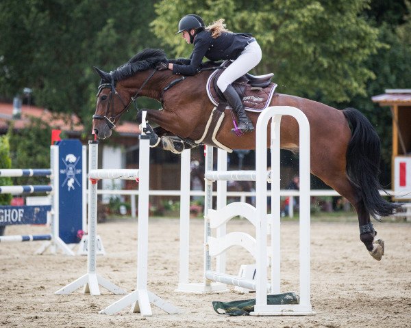 jumper Vuyani Vh (Hanoverian, 2011, from Van Helsing)