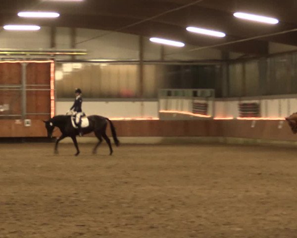 Reitturnier Südlohn-Oeding 2017