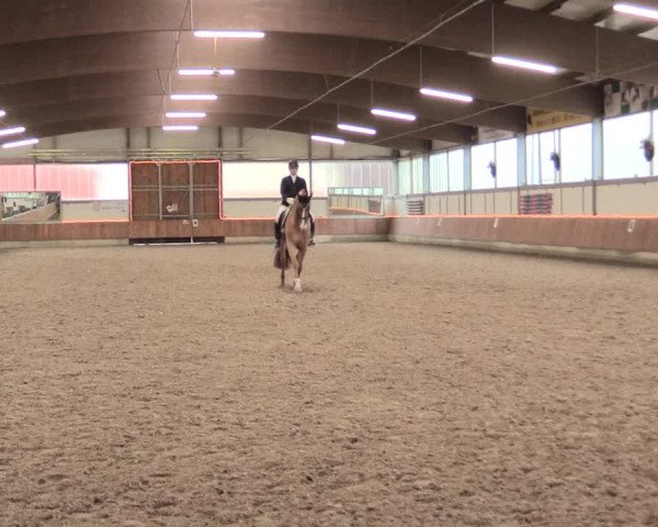 Reitturnier Südlohn-Oeding 2017