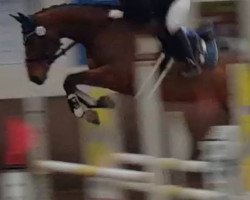 Fattrice Poe a Poe DH (Oldenburger Cavallo da salto, 2012, di Pilot de Hus)