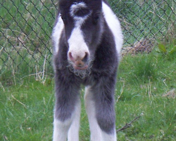 Pferd Uma von der Malchower Aue (Shetland Pony, 2014, von Putz)
