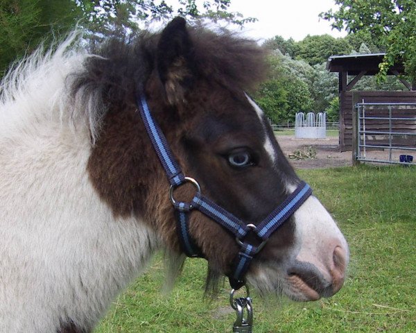 Pferd Kobold von der Malchower Aue (Shetland Pony, 2014, von Kwintus van Stal Geerhof)