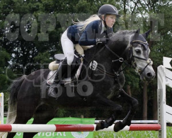 jumper Ronaldinho 28 (German Riding Pony, 2009, from Renoir)