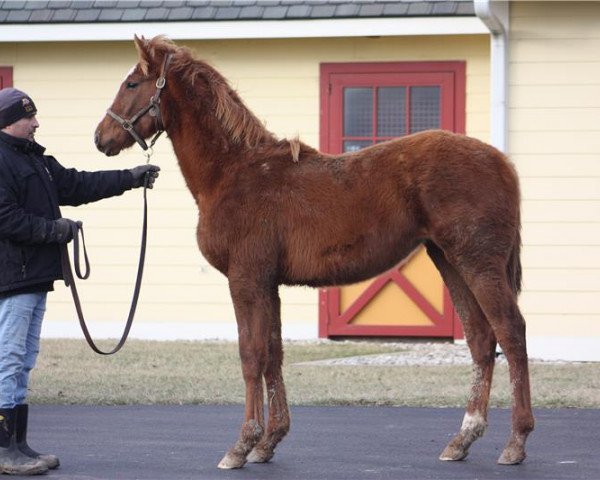 Pferd Stute von California Chrome xx (Englisches Vollblut, 2018, von California Chrome xx)