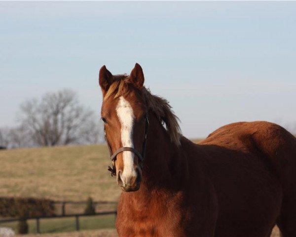 horse Stute von Curlin xx (Thoroughbred, 2018, from Curlin xx)