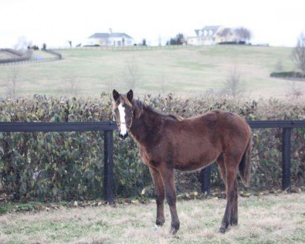 horse Stute von Mshawish xx (Thoroughbred, 2018, from Mshawish xx) horse Stute von Mshawish xx (Thoroughbred, 2018, from Mshawish xx)