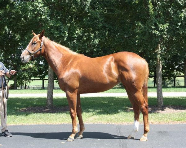 horse Ella Jane xx (Thoroughbred, 2017, from Curlin xx)