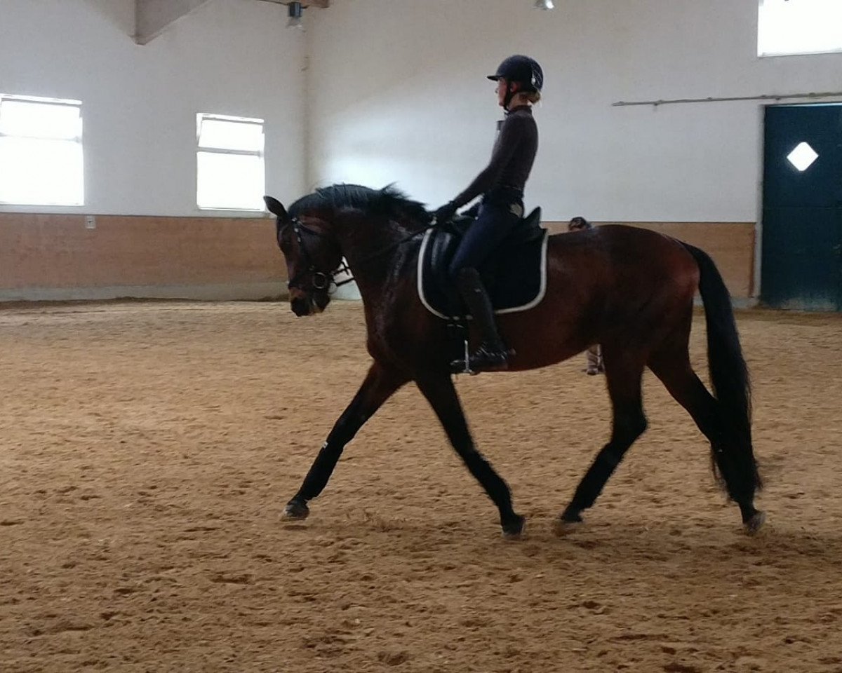 Dressurpferd Ivanhoe Go (Trakehner, 2003, von Hofrat)