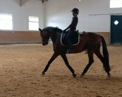 Dressurpferd Ivanhoe Go (Trakehner, 2003, von Hofrat)