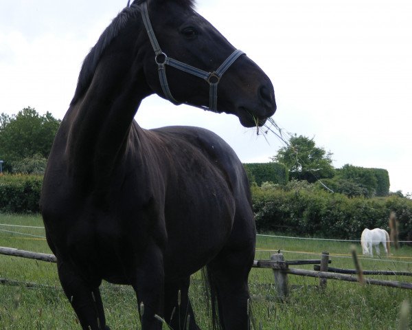 Springpferd Tasmanian Devil (KWPN (Niederländisches Warmblut), 1988, von Kronenkranich xx)
