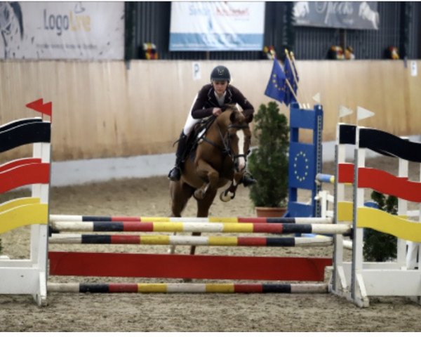 jumper Piccasso 16 (German Riding Pony, 2014, from Pikachu)