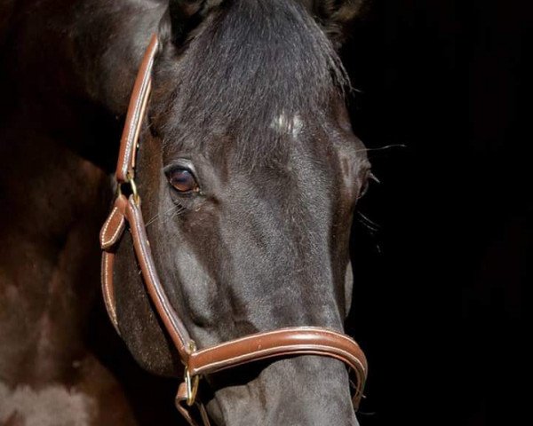 Pferd Don Rubin 12 (Württemberger, 2004, von Don Schufro)