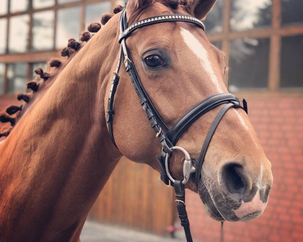horse Williams Gold (Hanoverian, 1994, from Weltmeyer)