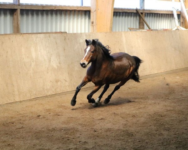 broodmare Daisy (German Riding Pony, 1993, from Gerardus)