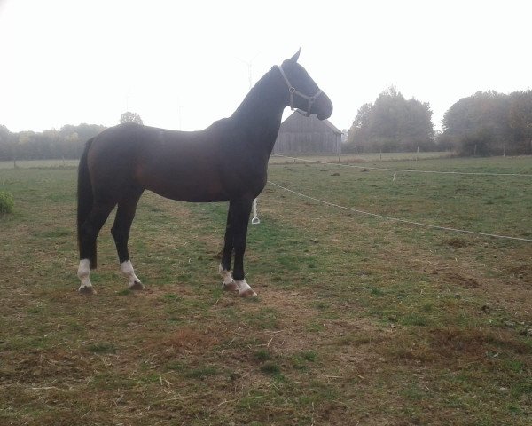 dressage horse Fuego 150 (Hanoverian, 2013, from Fidertanz)
