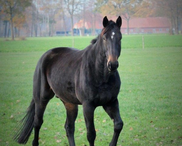 Pferd Leon Löwenherz 3 (Westfale, 2009, von Laureus NRW)