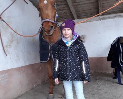 jumper Spot On (Hanoverian, 2012, from Goldfever 3)