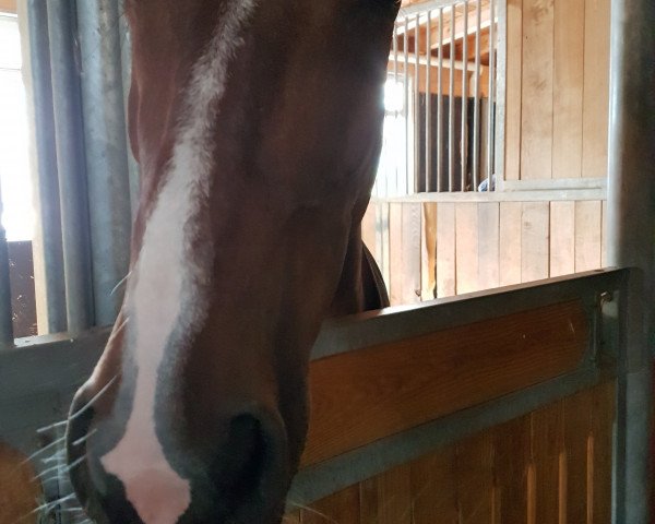 jumper Biscaya 58 (Westphalian, 2008, from Balou du Rouet)