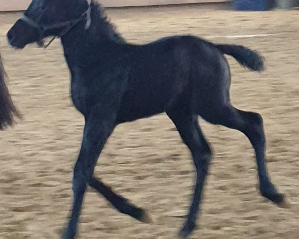 jumper Co-Pilot 13 (Hanoverian, 2019, from Cornet Obolensky)
